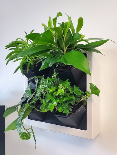 E;egant Green Wall Pot Image